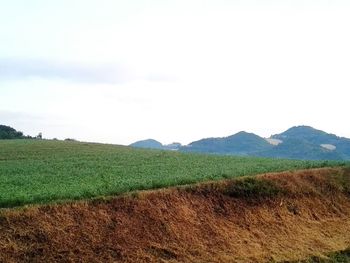 Scenic view of field against clear sky