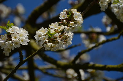 Close-up of cherry blossoms blooming on tree