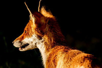 Red fox, vulpes vulpes. orange fur coat animal. fox in nature. wildlife scene. habitat europe, asia