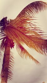 Low angle view of palm tree against sky