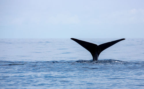 Caudal fin of a sperm whale