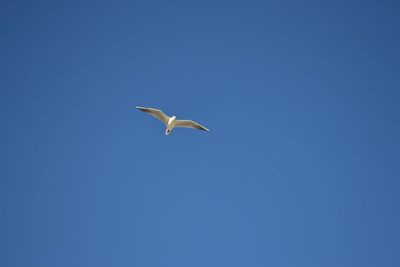 Low angle view of seagull flying in sky