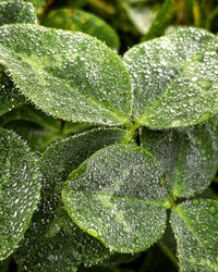 Close-up of wet plant leaves during rainy season