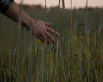 Close-up of wheat growing on field