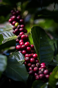 Close-up of red berries growing on plant