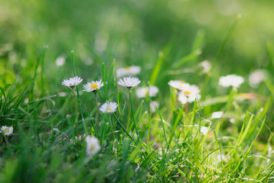 White daisy flowers on field