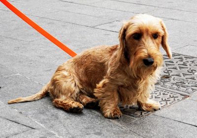 Portrait of dog sitting on footpath