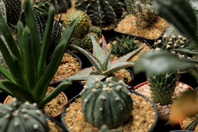 Close-up of succulent plant