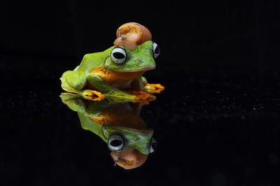 Close-up of frog in water