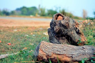 Close-up of damaged tree trunk on field