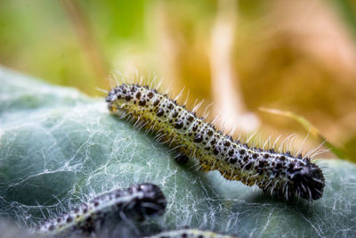 Close-up of caterpillar on leaf