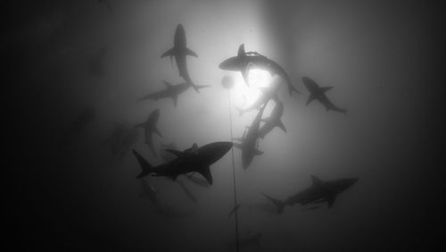 View of fish swimming in sea