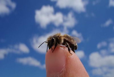 Cropped image of finger with honey bee against sky