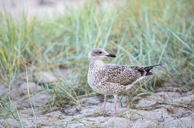 Side view of a bird on field