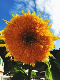 Close-up of sunflower against sky