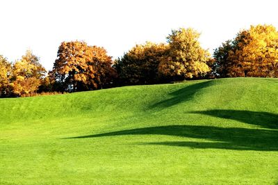 Trees on grassy field