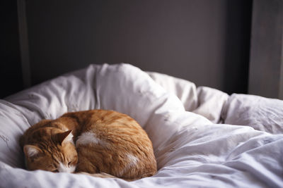 Cat sleeping on bed