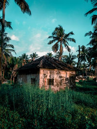 Palm trees and house on field against sky