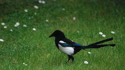 High angle view of bird on field