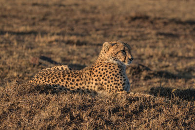 View of a cat on grass