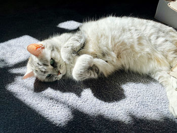 High angle view of cat resting on bed