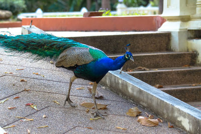 Close-up of peacock on retaining wall