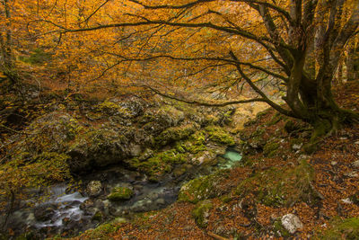 Scenic view of river stream in forest during autumn