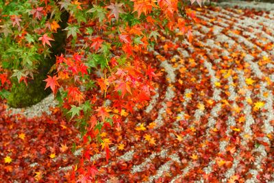 Full frame shot of leaves