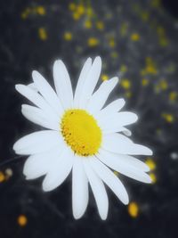 Close-up of white flower