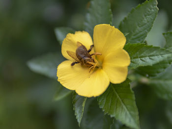 Close-up of insect on yellow flower