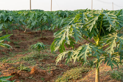 Close-up of corn field