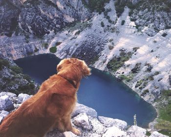 High angle view of brown dog on cliff above lake