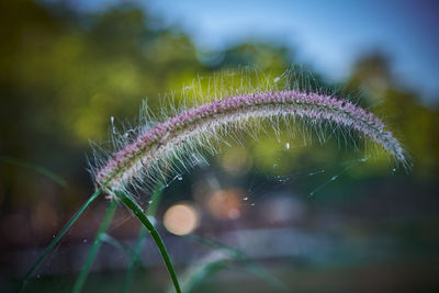 Close-up of spider web on plant