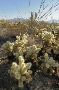 Close-up of succulent plant on field against sky