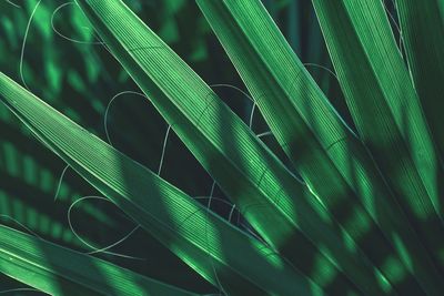 Close-up of green plant