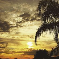 Silhouette of palm trees against cloudy sky
