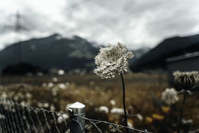 Close-up of flowering plant on field against sky