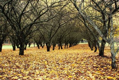 Autumn leaves on field