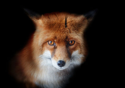 Close-up portrait of fox over black background