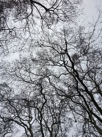 Low angle view of bare tree against sky