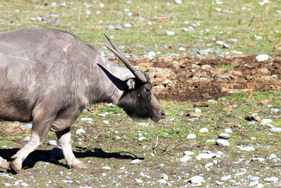 Close-up of horse eating on field