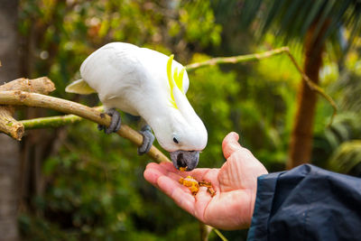 Cropped hand of man feeding bird in forest