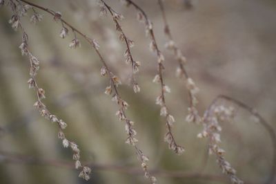 Close-up of plant against blurred background