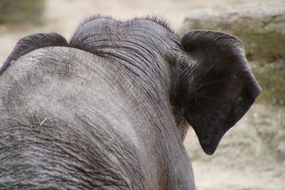 Close-up of elephant on field