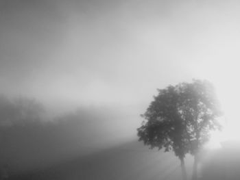 Low angle view of silhouette tree against sky