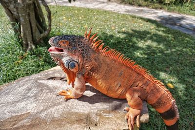 Close-up of red or orange iguana who is sunbathing