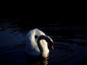 Swan in water