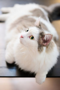 Close-up of a white cat looking away while relaxing on dining table