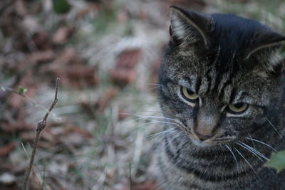 Close-up of a cat