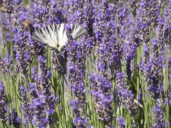 Close-up of butterfly pollinating on purple flowering plants